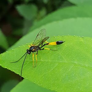 Ichneumon suspiciosus