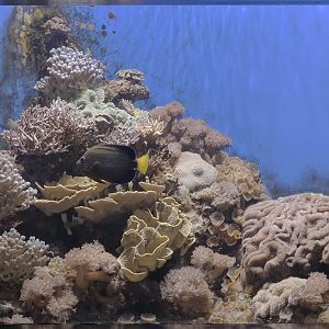 Small reef aquarium with angelfish
