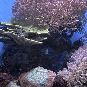 Small reef aquarium with damselfish
