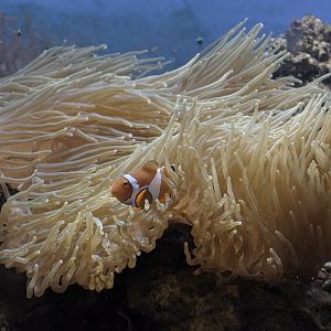 Small reef aquarium with anemone & clown