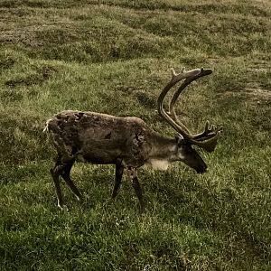 Caribou-Alaska