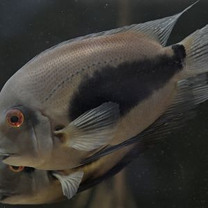 Uaru amphiacanthoides pair