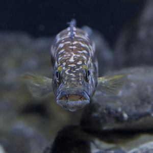 Lepidiolamprologus sp