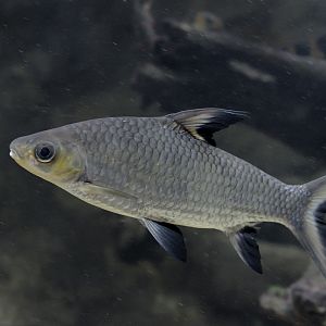 Silver sharkminnow