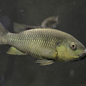 Unga cichlid