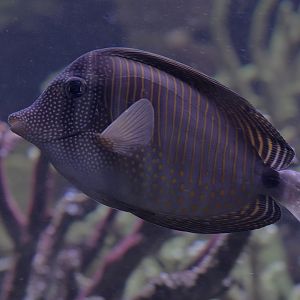 Red Sea sailfin tang