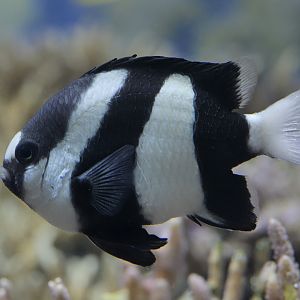 White tailed damselfish