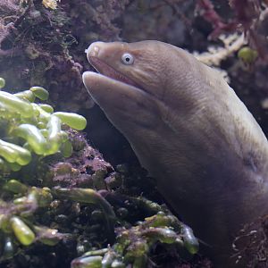 White-eyed moray eel