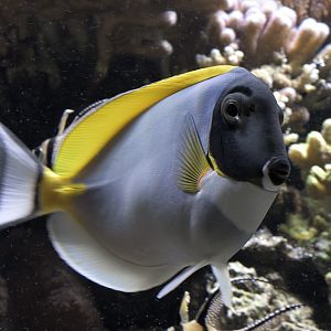 Powder blue surgeonfish