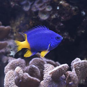 Goldtail damselfish