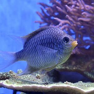 Damselfish