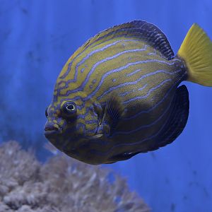 Blue-striped angelfish