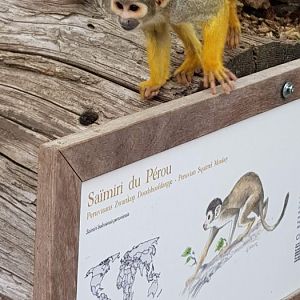 Squirrel monkey