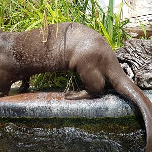Giant otter