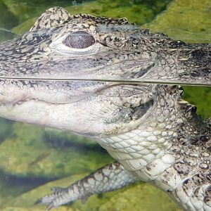 Chinese alligator