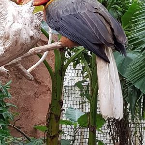 Red hornbill