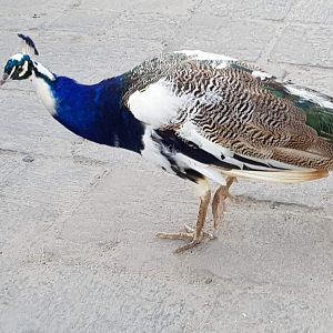 Peacock