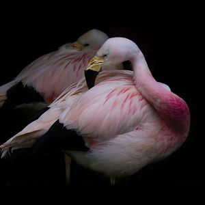Andean flamingo
