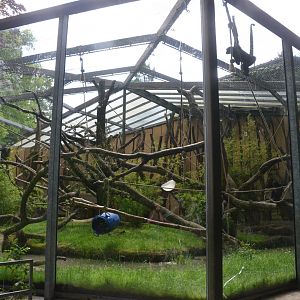Spider Monkey Enclosure at Wuppertal, 16/06/19