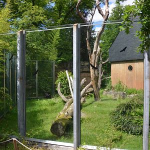 Gorilla Outdoor Viewing at Wuppertal, 16/06/19
