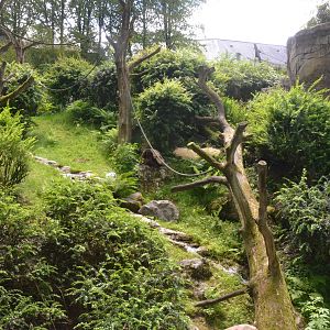 Orang-Utan Outdoor Enclosure at Wuppertal, 16/06/19