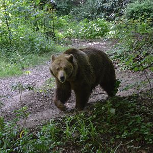 Brown Bear at Wuppertal, 16/06/19