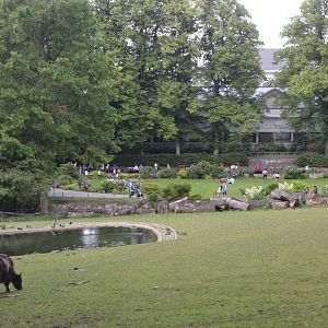 Zoo View with Yak at Wuppertal, 16/06/19