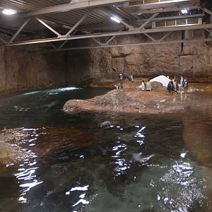 King and Gentoo Penguin Enclosure at Wuppertal, 16/06/19