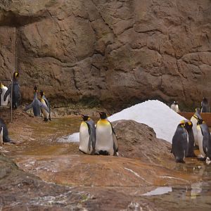 King and Gentoo Penguin Enclosure at Wuppertal, 16/06/19