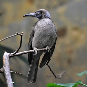 Little Friarbird at Wuppertal, 16/06/19