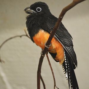 White-tailed Trogon at Wuppertal, 16/06/19