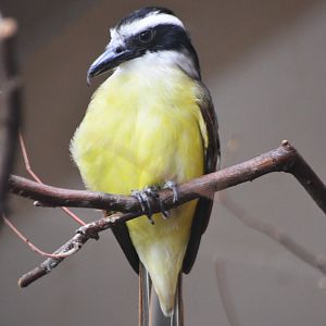 Great Kiskadee at Wuppertal, 16/06/19