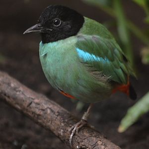 Hooded Pitta at Wuppertal, 16/06/19