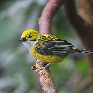 Silver-throated Tanager at Wuppertal, 16/06/19
