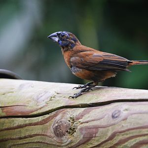Ultramarine Grosbeak at Wuppertal, 16/06/19
