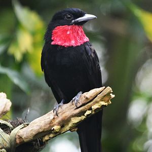 Purple-throated Fruitcrow at Wuppertal, 16/06/19