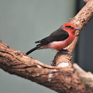 Vermillion Flycatcher at Wuppertal, 16/06/19