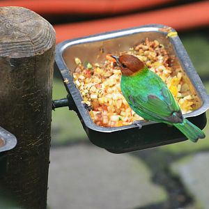 Bay-headed Tanager at Wuppertal, 16/06/19