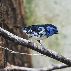 Turquoise Tanager at Wuppertal, 16/06/19