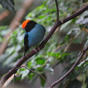 Blue Manakin at Wuppertal, 16/06/19