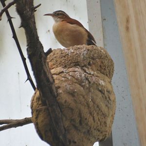 Pacific Hornero at Wuppertal, 16/06/19