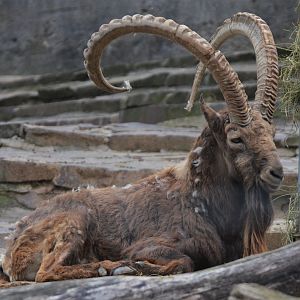 Siberian Ibex at Wuppertal, 16/06/19