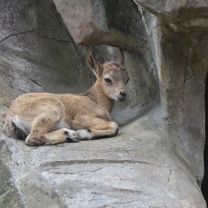 Siberian Ibex at Wuppertal, 16/06/19