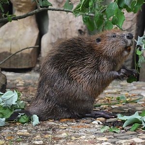 European Beaver at Wuppertal, 16/06/19