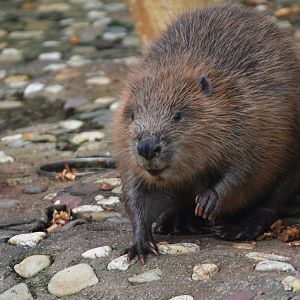 European Beaver at Wuppertal, 16/06/19