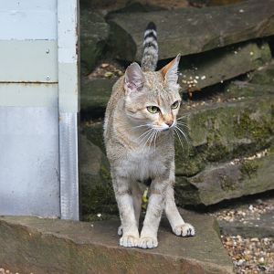 Gordon's Cat at Wuppertal, 16/06/19