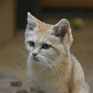 Arabian Sand Cat at Wuppertal, 16/06/19