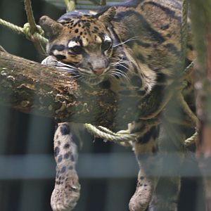 Indochinese Clouded Leopard at Wuppertal, 16/06/19