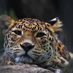 Indian Leopard at Wuppertal, 16/06/19