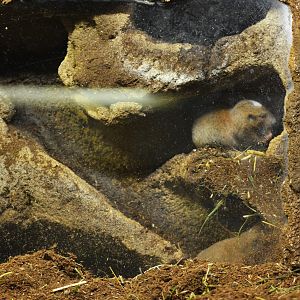 Ansell's Mole Rats at Wuppertal, 16/06/19